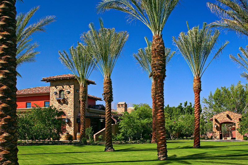 palm trees in landscape design